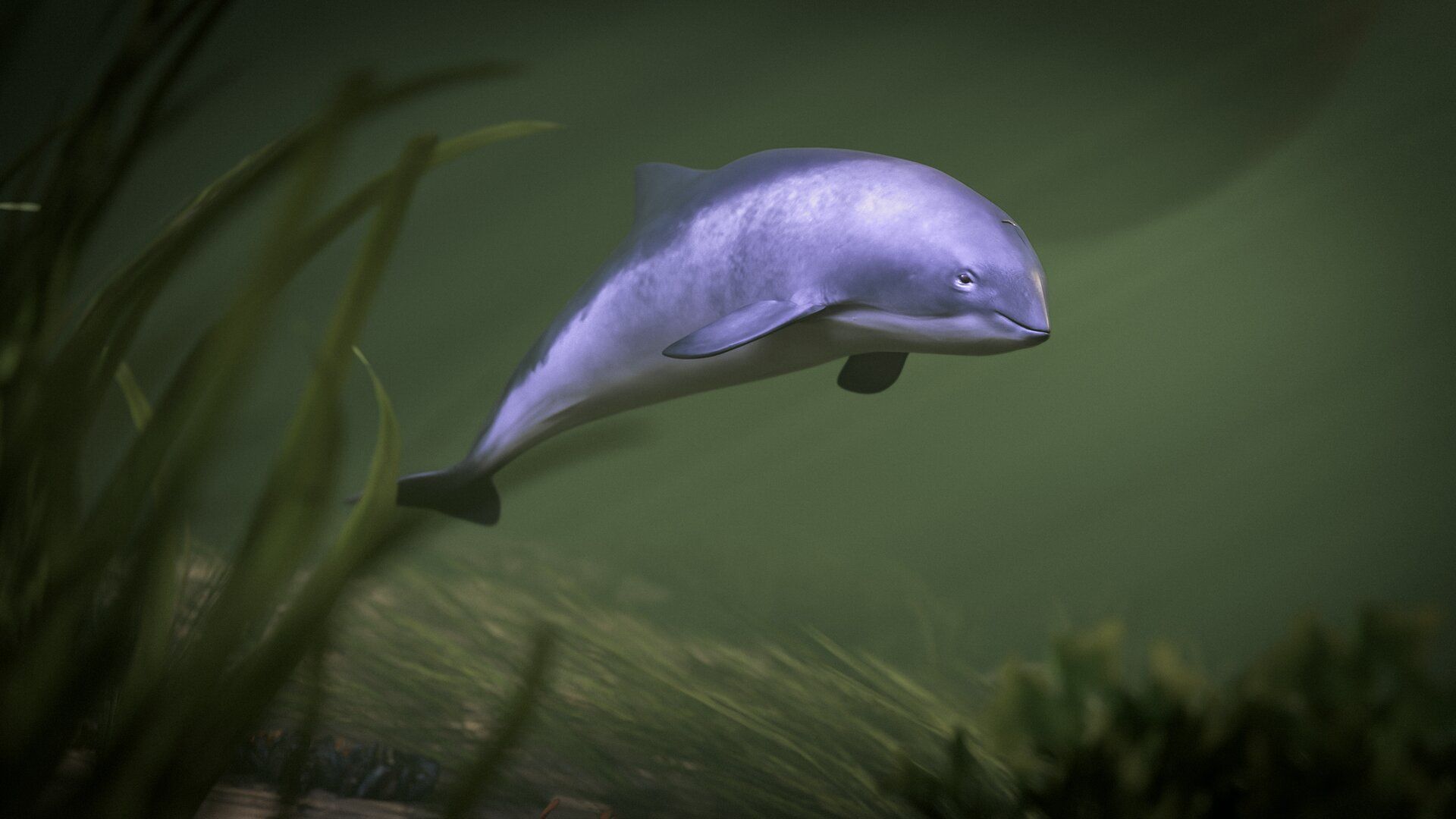Ein Schweinswal schwimmt in grünlich trübem Wasser über Seegras