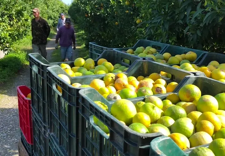 Stacked crates of freshly harvested citrus fruit in a plantation, two harvest workers in the background